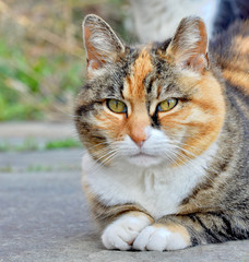 Portrait of a resting tabby cat with clipped left ear . Long Island, NY.  Copy space.