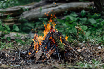 tongues of flame of small bonfire in the forest