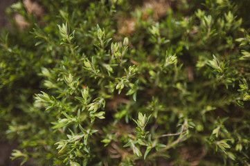 Green plant texture. Background for gardeners
