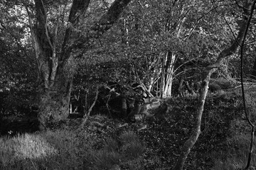 Natur Wald und Umwelt in schwarz und weiß