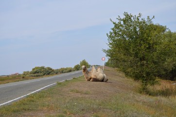 
White camel lies on the road