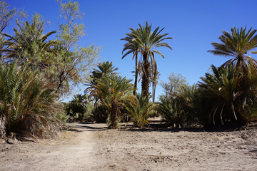 Fototapeta na wymiar Palmeira of Skoura, called also oasi of 1000 palm trees, an oasi near Ourzazate, Morocco.
