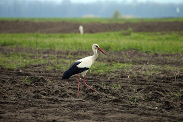 The stork in the field