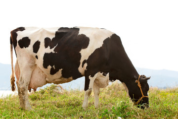 Cow eating grass under the summer sky.