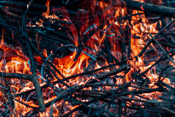 Hot fire. Flame of the bonfire