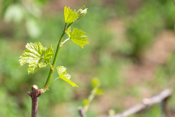Vine twig with new buds of vines in the late spring with blurred background. Grape vine with young...