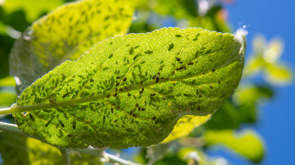Aphid on a green leaf. Destruction of fruit trees by Pests.