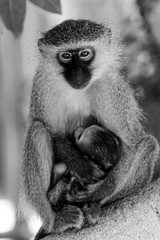 Affenmama mit Baby