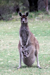 K&auml;nguru mit Baby