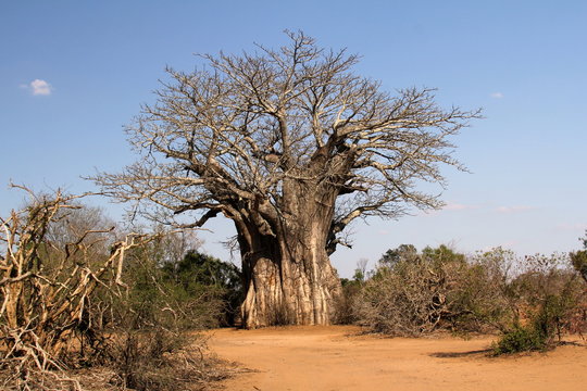 alter knorriger Baum