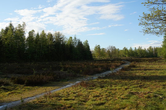 Trupbacher Heide Wandern im April