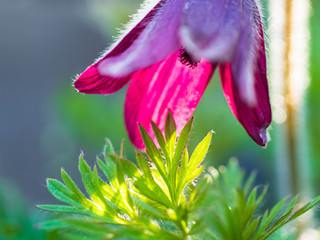 Kwiat wiosennej sasanki w ogrodzie - zbliżenie