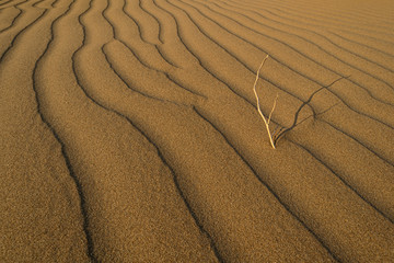 Desert with sand waves and a dry branch at sunset.