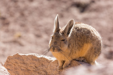 Viscacha in Altiplano of Chile