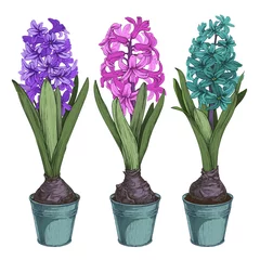 Glasschilderij Hyacint Gekleurde set van vectorillustratie hyacinten in potten. Geïsoleerd op een witte achtergrond.