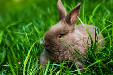 
Rabbit in the grass.