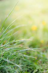 Raindrops on juicy lush green plant in summer meadow in spring summer outdoors close-up macro, freshness of nature, morning light background with copy space © Khrystyna Pochynok