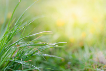 Raindrops on juicy lush green plant in summer meadow in spring summer outdoors close-up macro, freshness of nature, morning light background with copy space