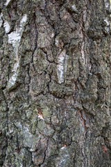 tree bark of silver birch - texture, background