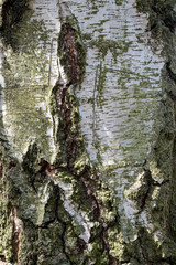 tree bark of silver birch - texture, background