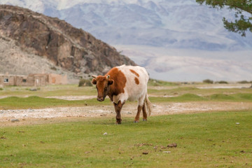 Fototapeta na wymiar Cow goes home themselves without a shepherd. Mongolia, Altai