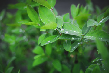Raindrops on juicy lush green plant in summer meadow in spring summer outdoors close-up macro, freshness of nature, morning light background with copy space