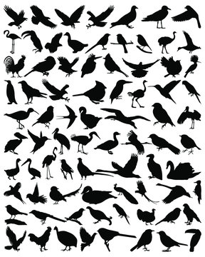 Collection silhouettes of birds. Vector collection of birds silhouettes. Birds silhouette set. Vector illustration.