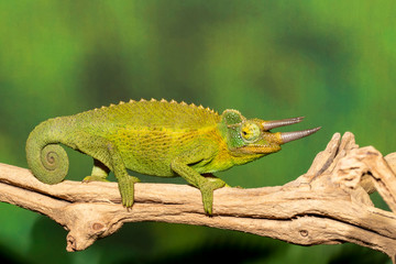 Jackson's three horned Chameleon from Kenya © Dennis Donohue