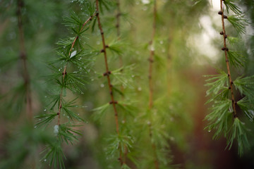Rain drops on larch branch