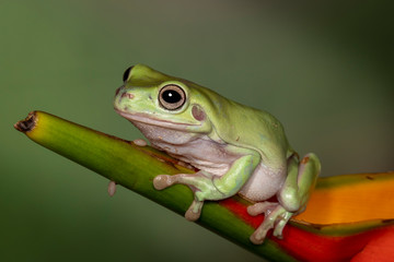 Australian Green or dumpy tree frog