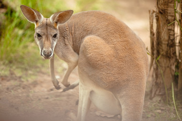 Portrait of a pregnant female kangaroo in the park