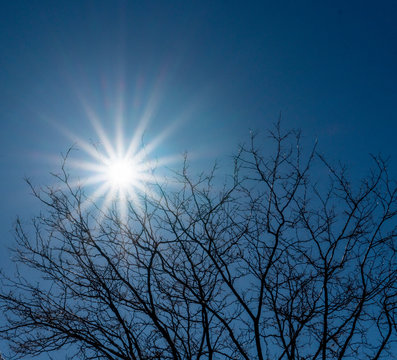 Sunburst Against Bright Blue Sky with Tree Branches Silhouette 
