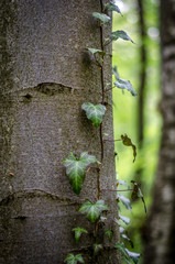 tree trunk with moss