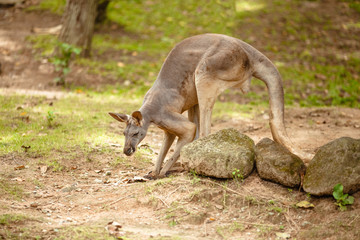 Naklejka na ściany i meble Male kangaroo looking for food in national park