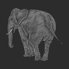 Hand drawing vintage elephant vector illustration