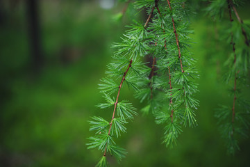 Rain drops on larch branch