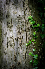 tree bark texture