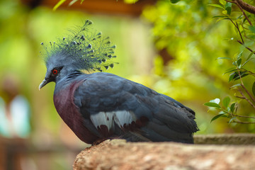 Close-up of Western crowned pigeon, also known as the blue crowned pigeon (Goura cristata)