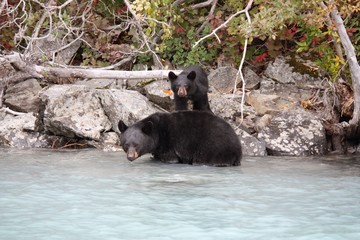 bear and cub in the river