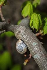 snails