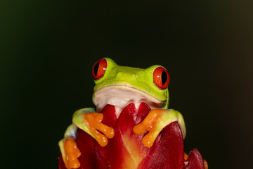 Red-eyed Green Tree Frog on Tropical Plant	
