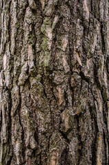 bark of a tree