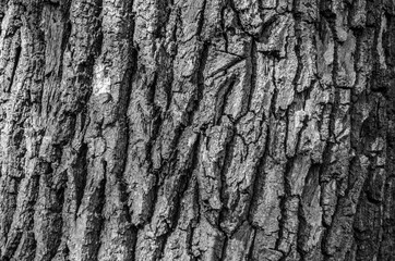 bark of a tree
