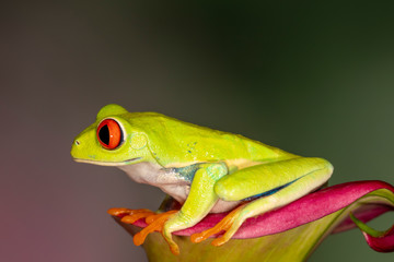 Red-eyed Green Tree Frog on Tropical Plant	
