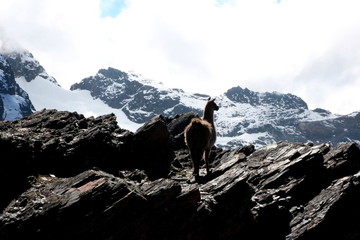 Llama in the mountains