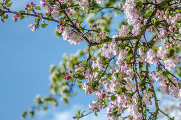 apple tree blossom