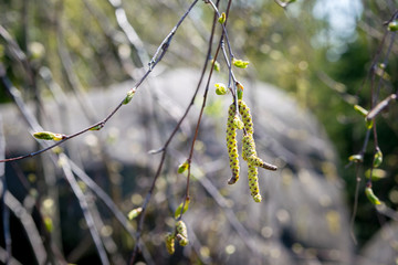 green grass in the wind