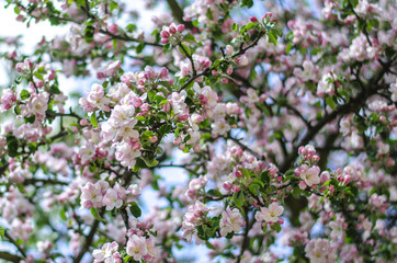 pink cherry blossom