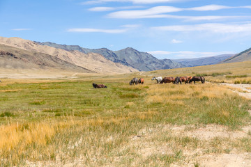 Obraz premium Herd of horses on mountains meadows of mongolian Altai.