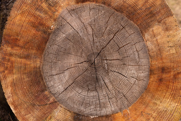Cross section of a piece of wood. Tree ring texture. Detailed Organic Natural Surface Background